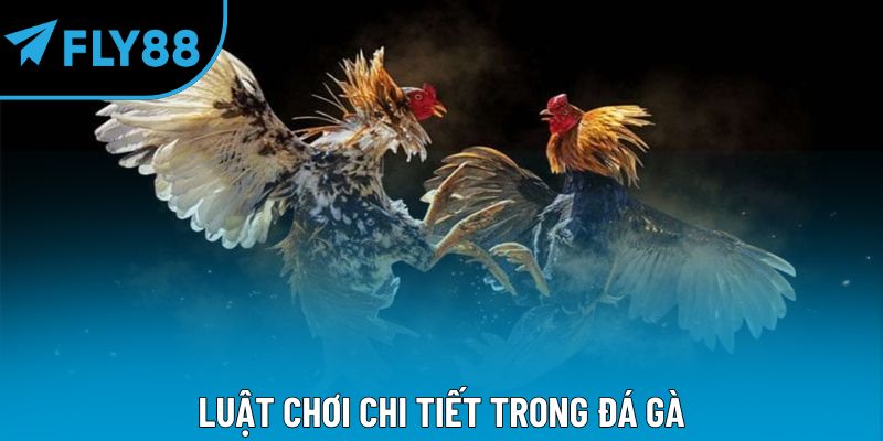 Luật chơi chi tiết trong đá gà
